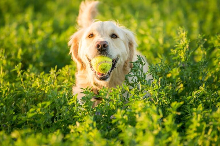 Con il vostro cane